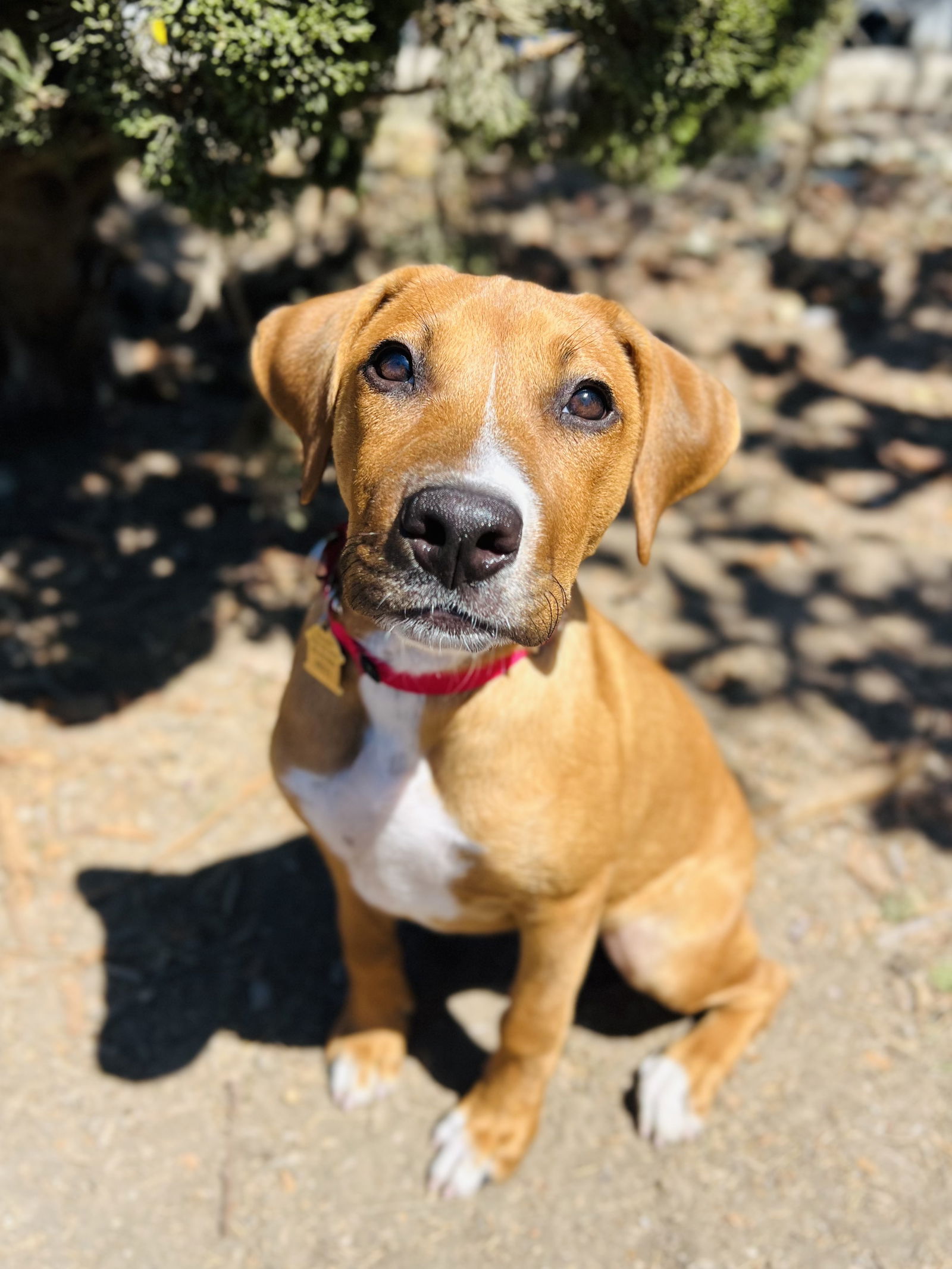 adoptable Dog in Seal Beach, CA named Polly