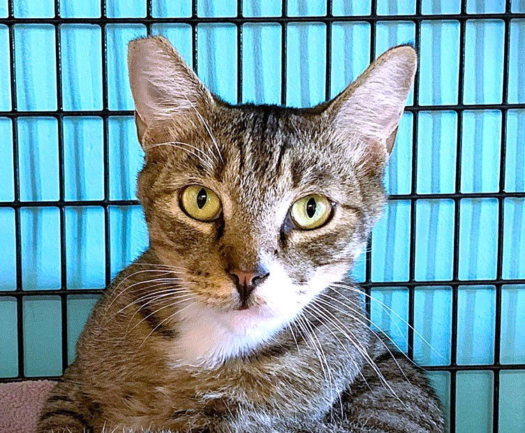 adoptable Cat in Seal Beach, CA named Chamber