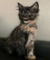 adoptable Cat in  named Kitten Winnie