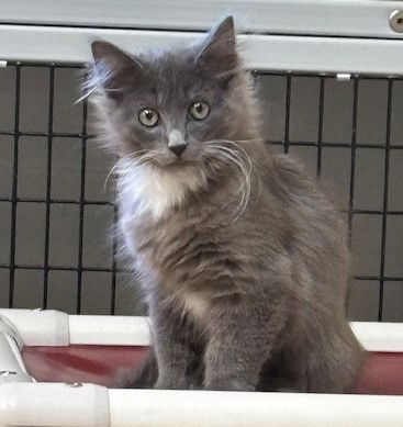 picture of the cat needing adoption