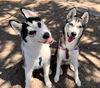 adoptable Dog in  named Indy and Liberty