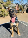 adoptable Dog in seal beach, CA named Felix