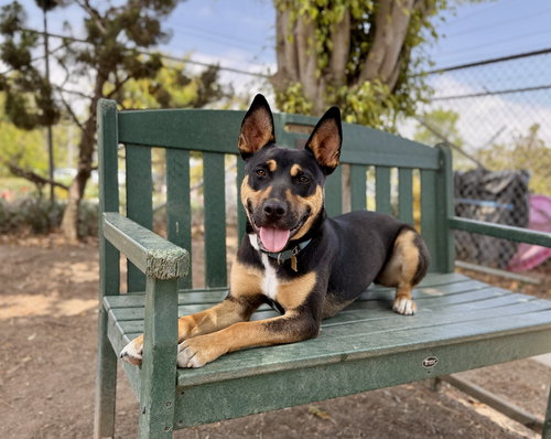 picture of the dog needing adoption