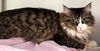 adoptable Cat in  named Sophie