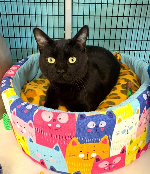 picture of the cat needing adoption