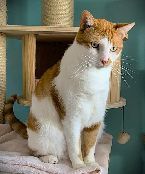 BOY GEORGE - Domestic Short Hair available for adoption
