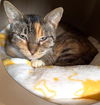 adoptable Cat in seal beach, CA named EmmyLou