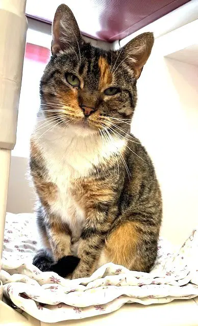 Emmylou - Domestic Short Hair