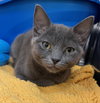 Tigra - Photo 2