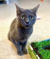 Tigra - Photo 4