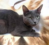 Tigra - Photo 1
