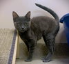 Tigra - Photo 3