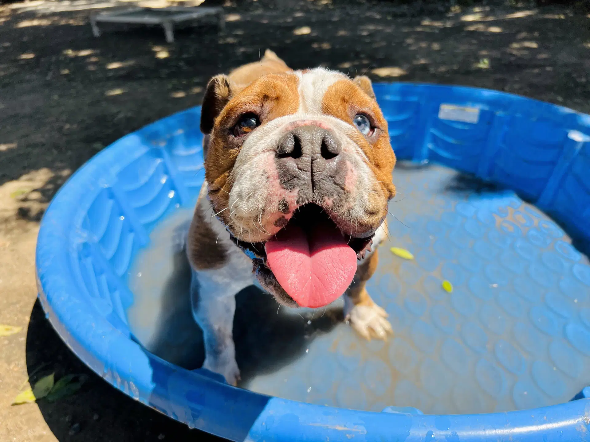 Athena - Bulldog