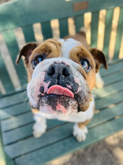 ATHENA - Bulldog available for adoption