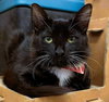Dahlia - Photo 1