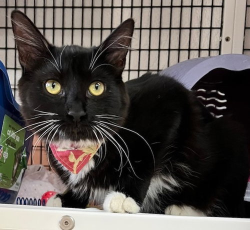 DAHLIA - Domestic Medium Hair available for adoption