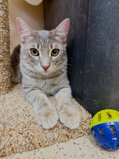 picture of the cat needing adoption