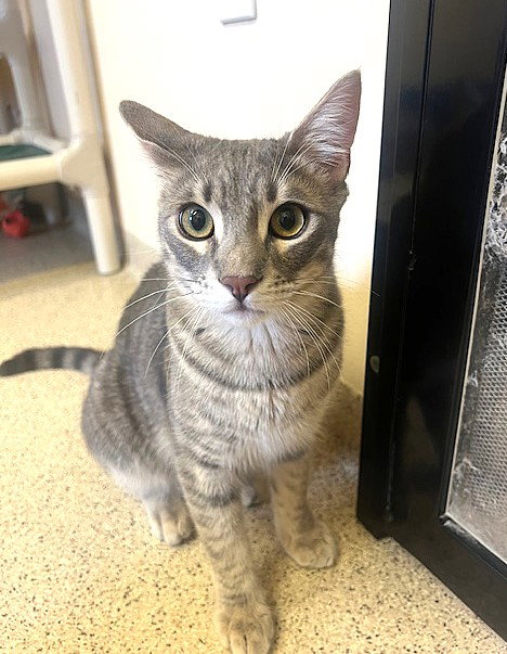 UMI - Domestic Short Hair available for adoption
