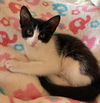 adoptable Cat in Seal Beach, CA named Kitten Hailey