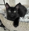 adoptable Cat in Seal Beach, CA named Kitten Yoda