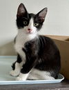 adoptable Cat in Seal Beach, CA named Kitten Zazu