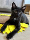 adoptable Cat in Seal Beach, CA named Kitten Zima