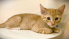 adoptable Cat in Seal Beach, CA named Kitten Nugget
