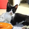 adoptable Cat in Seal Beach, CA named Kitten Ignatius