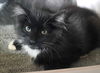 adoptable Cat in Seal Beach, CA named Kitten Izzy