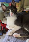 adoptable Cat in Seal Beach, CA named Kitten Iris