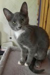adoptable Cat in Seal Beach, CA named Kitten Irene