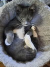 adoptable Cat in Seal Beach, CA named Kitten Istanbul