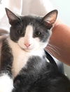 adoptable Cat in Seal Beach, CA named Kitten Iggy Pop
