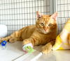 adoptable Cat in Seal Beach, CA named Lyon