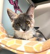 adoptable Cat in  named Kitten Nutmeg