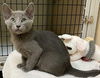 adoptable Cat in Seal Beach, CA named Kitten Huckleberry