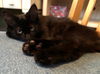 adoptable Cat in  named Kitten Quinn