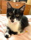 adoptable Cat in  named Kitten Felicity