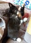 adoptable Cat in  named Kitten Fawn