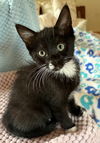 adoptable Cat in  named Kitten Frannie