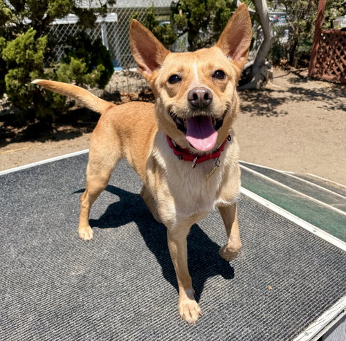 picture of the dog needing adoption