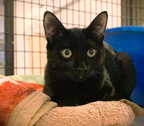 picture of the cat needing adoption