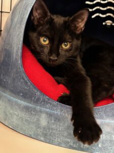 ANCHOVY - Domestic Short Hair available for adoption