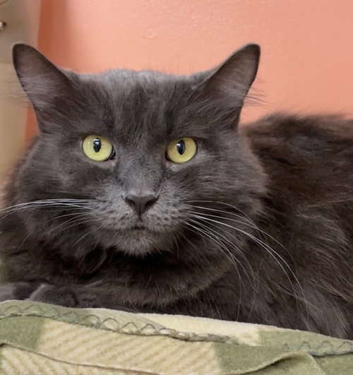 picture of the cat needing adoption