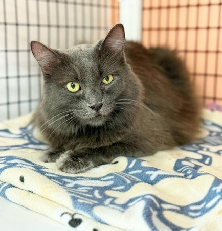 PENNY - Domestic Long Hair available for adoption