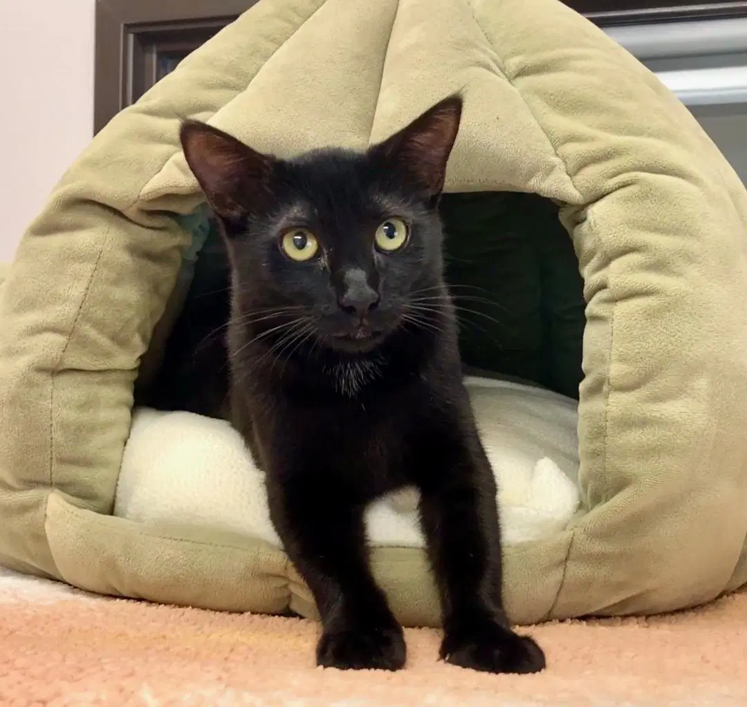 Wednesday - Domestic Short Hair