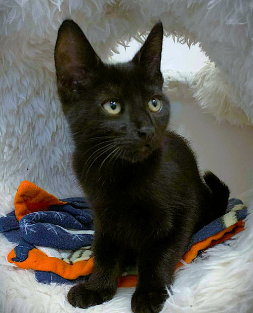 picture of the cat needing adoption
