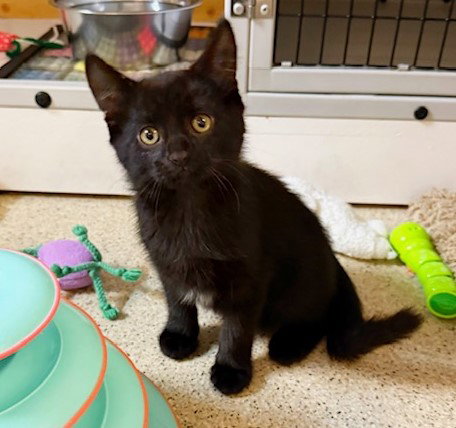 picture of the cat needing adoption