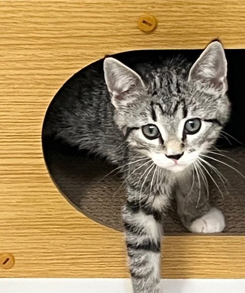 picture of the cat needing adoption