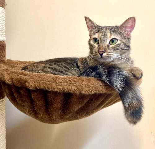 GISELLE - Domestic Short Hair available for adoption